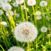 ヒメ日記 2024/12/15 12:24 投稿 かさね 丸妻 横浜本店