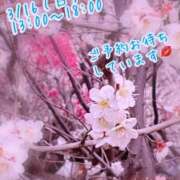 ヒメ日記 2025/03/14 14:03 投稿 安藤(あんどう) 八王子人妻城