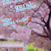 ヒメ日記 2025/04/19 11:18 投稿 安藤(あんどう) 八王子人妻城