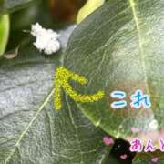 ヒメ日記 2025/06/04 14:03 投稿 安藤(あんどう) 八王子人妻城