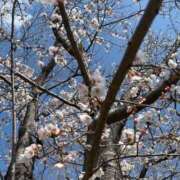 ヒメ日記 2025/04/13 09:48 投稿 ゆいな モアグループ神栖人妻花壇