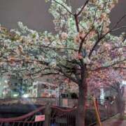 ヒメ日記 2025/03/31 11:01 投稿 せな 横浜 風俗 妻がオンナに変わるとき