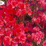 ヒメ日記 2025/04/25 09:58 投稿 さつき 東京妻