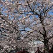 ヒメ日記 2026/04/02 06:41 投稿 紗有里【サユリ】 輝女