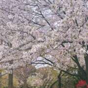 ヒメ日記 2025/04/06 11:27 投稿 うみ姫 螢