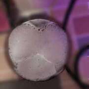 れいら 楽しい1日だった\(❁´∀`❁)ﾉ𖤐´- アラビアンナイト