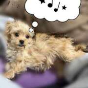 れいら 愛犬と過ごす休日 アラビアンナイト