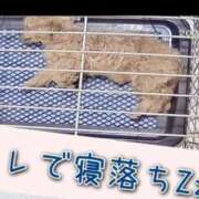 ヒメ日記 2026/01/23 23:30 投稿 れいら アラビアンナイト