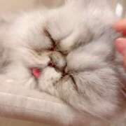 ヒメ日記 2025/03/06 16:55 投稿 ななみPLATINUM SWITCH（スイッチ）池袋店