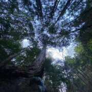 ヒメ日記 2025/04/16 17:37 投稿 ななみPLATINUM SWITCH（スイッチ）池袋店