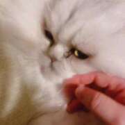 ヒメ日記 2025/04/17 15:48 投稿 ななみPLATINUM SWITCH（スイッチ）池袋店