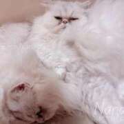 ヒメ日記 2026/01/19 00:24 投稿 ななみPLATINUM SWITCH（スイッチ）池袋店