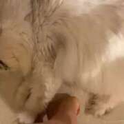 ななみPLATINUM 本日います♡ ニャンコ動画をどうぞ♡ SWITCH（スイッチ）池袋店