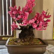 ヒメ日記 2025/02/18 14:11 投稿 ももこ 神田エマニエル