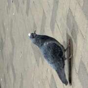 ヒメ日記 2025/02/24 23:47 投稿 ももこ 神田エマニエル