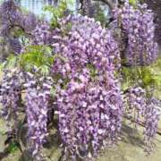 ヒメ日記 2025/04/20 21:36 投稿 しずく すごいエステ 名古屋店