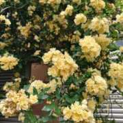 しずく 💛💛💛 すごいエステ 名古屋店