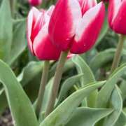 はな 予定_φ(･_･ 木更津人妻花壇