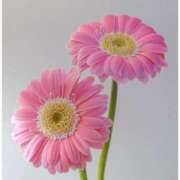 ヒメ日記 2025/09/05 18:02 投稿 あかね AVANCE福岡