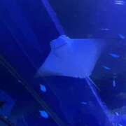 ヒメ日記 2024/12/30 00:58 投稿 みみ 静岡♂風俗の神様 静岡店