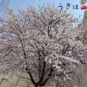 ヒメ日記 2025/04/08 08:37 投稿 うきは 熟女家 梅田店