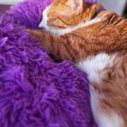 ヒメ日記 2025/11/03 16:03 投稿 ラム ナイスレディ