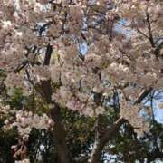 ヒメ日記 2026/04/08 10:18 投稿 ゆな ごほうびSPA名古屋店