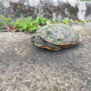 ヒメ日記 2025/07/16 12:41 投稿 つばさ 逆電車ごっこ ～GLAMOROUS TRAIN～