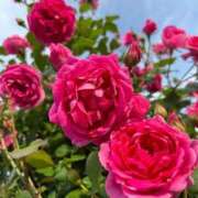 ヒメ日記 2025/11/06 07:20 投稿 つばさ 逆電車ごっこ ～GLAMOROUS TRAIN～