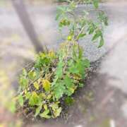 ヒメ日記 2025/11/08 07:50 投稿 つばさ 逆電車ごっこ ～GLAMOROUS TRAIN～