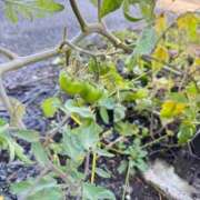 ヒメ日記 2025/11/16 10:50 投稿 つばさ 逆電車ごっこ ～GLAMOROUS TRAIN～