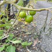 ヒメ日記 2025/11/21 11:20 投稿 つばさ 逆電車ごっこ ～GLAMOROUS TRAIN～