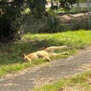 ヒメ日記 2025/11/23 11:00 投稿 つばさ 逆電車ごっこ ～GLAMOROUS TRAIN～