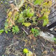 ヒメ日記 2025/12/02 11:20 投稿 つばさ 逆電車ごっこ ～GLAMOROUS TRAIN～