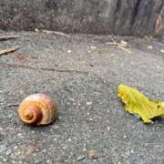 ヒメ日記 2025/12/09 11:20 投稿 つばさ 逆電車ごっこ ～GLAMOROUS TRAIN～