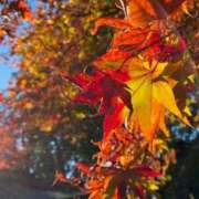 ヒメ日記 2025/12/19 17:50 投稿 つばさ 逆電車ごっこ ～GLAMOROUS TRAIN～