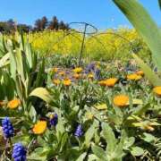 ヒメ日記 2026/03/17 20:40 投稿 あみ 性腺熟女100％（デリヘル市場）