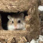 ヒメ日記 2026/04/06 01:01 投稿 ひかり☆高リピート率92％ じゃむじゃむ