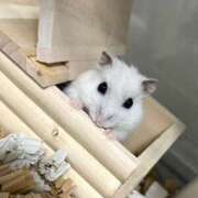 ヒメ日記 2026/06/22 23:21 投稿 ひかり☆高リピート率92％ じゃむじゃむ