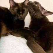 ヒメ日記 2025/03/14 02:43 投稿 ゆずき 大高・大府市・東海市ちゃんこ