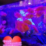 ヒメ日記 2025/11/17 17:00 投稿 ゆみ タレント倶楽部Around40