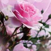 ヒメ日記 2025/01/07 17:10 投稿 なつき 成田人妻花壇