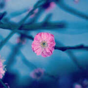 ヒメ日記 2025/07/16 10:05 投稿 仲村さな DEEPS成田店