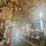 Keiko Kamiya 桜舞い散る中で ELEGANT－エレガント－