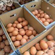 ヒメ日記 2025/04/03 11:30 投稿 岡田るみ 五十路マダム宇都宮店(カサブランカグループ)