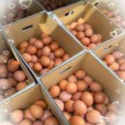 ヒメ日記 2025/04/24 11:24 投稿 岡田るみ 五十路マダム宇都宮店(カサブランカグループ)