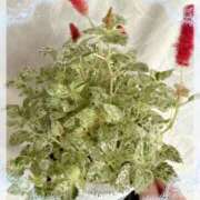 ヒメ日記 2025/06/20 06:20 投稿 岡田るみ 五十路マダム宇都宮店(カサブランカグループ)