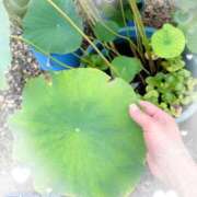 ヒメ日記 2025/08/12 11:04 投稿 岡田るみ 五十路マダム宇都宮店(カサブランカグループ)