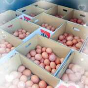 ヒメ日記 2026/01/16 10:08 投稿 岡田るみ 五十路マダム宇都宮店(カサブランカグループ)