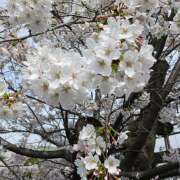 ヒメ日記 2025/03/10 23:16 投稿 ヤヨイ Club 妻